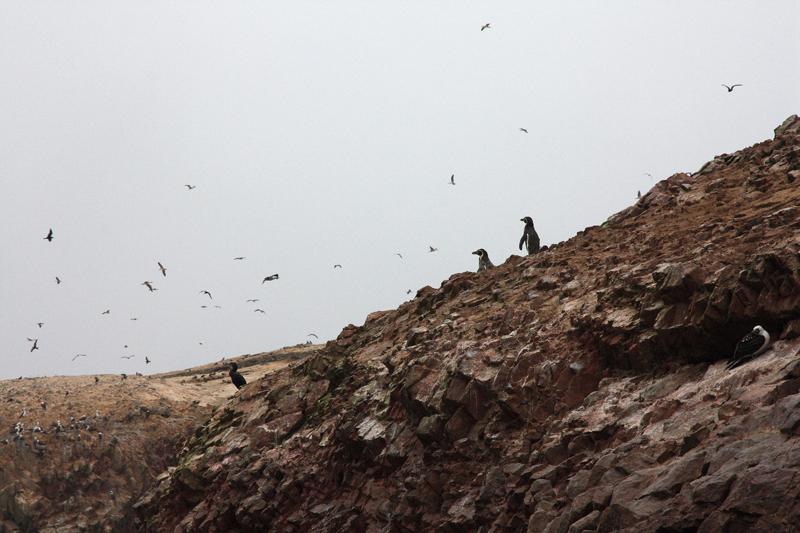 1141-Isole Ballestas,19 luglio 2013.JPG